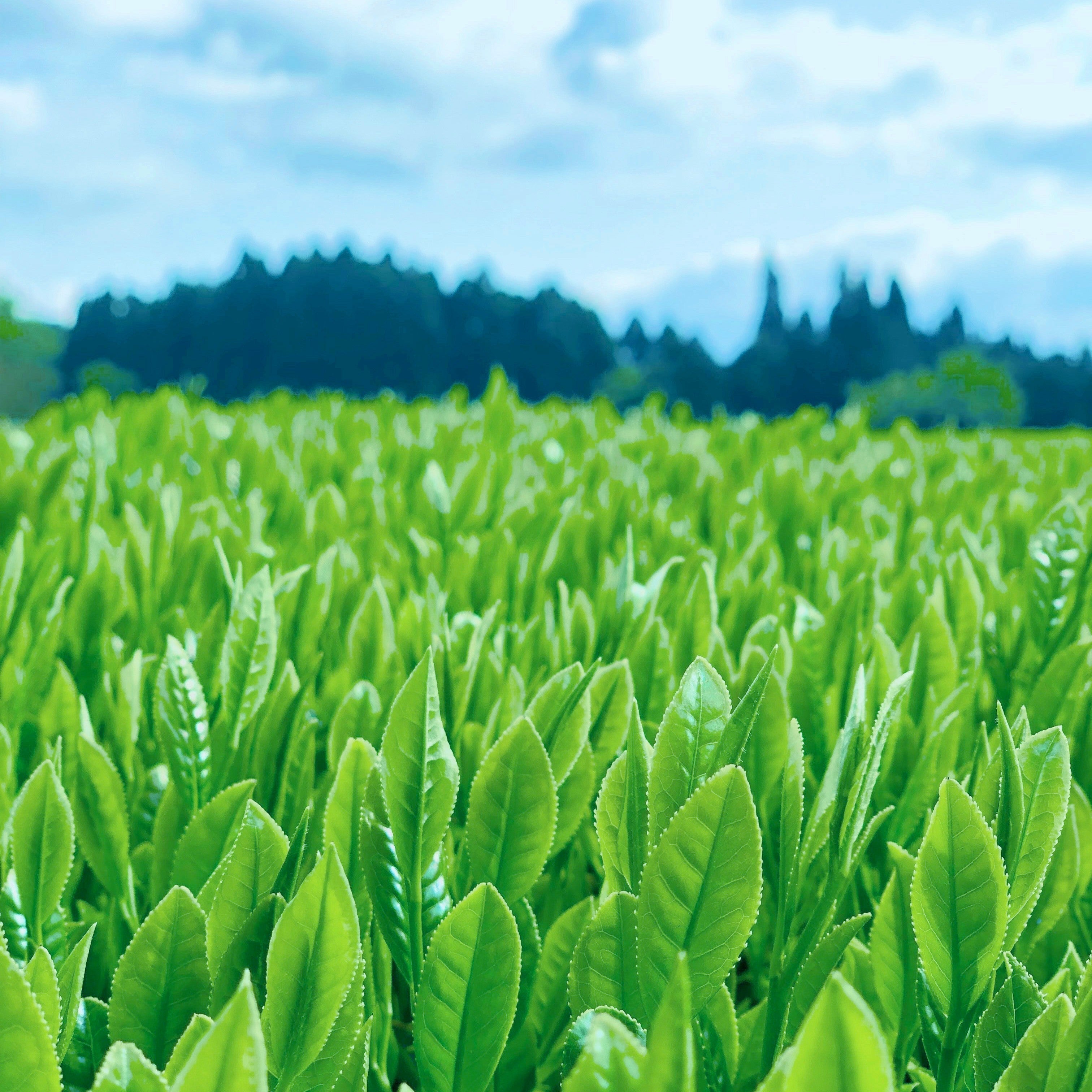 【ご予約受付スタート】今年も新茶の季節がやってきました