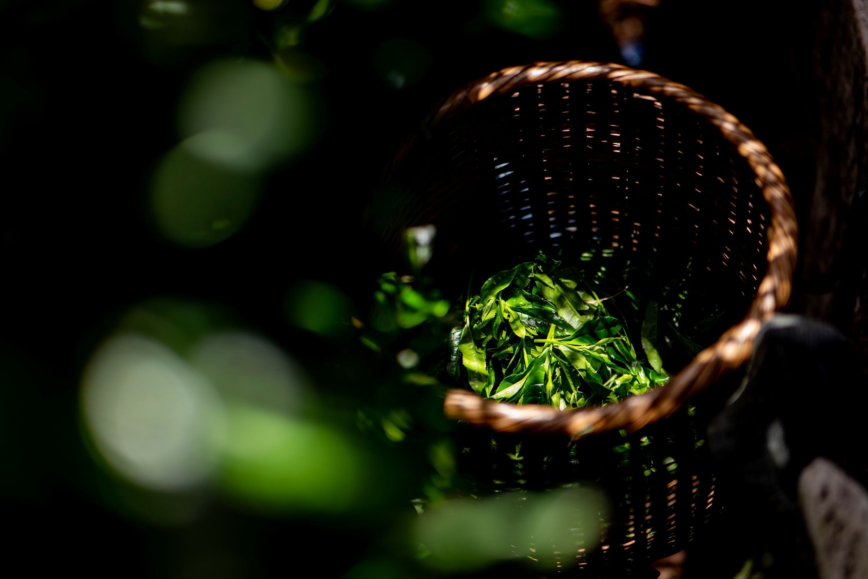 シングル・ブレンドについて