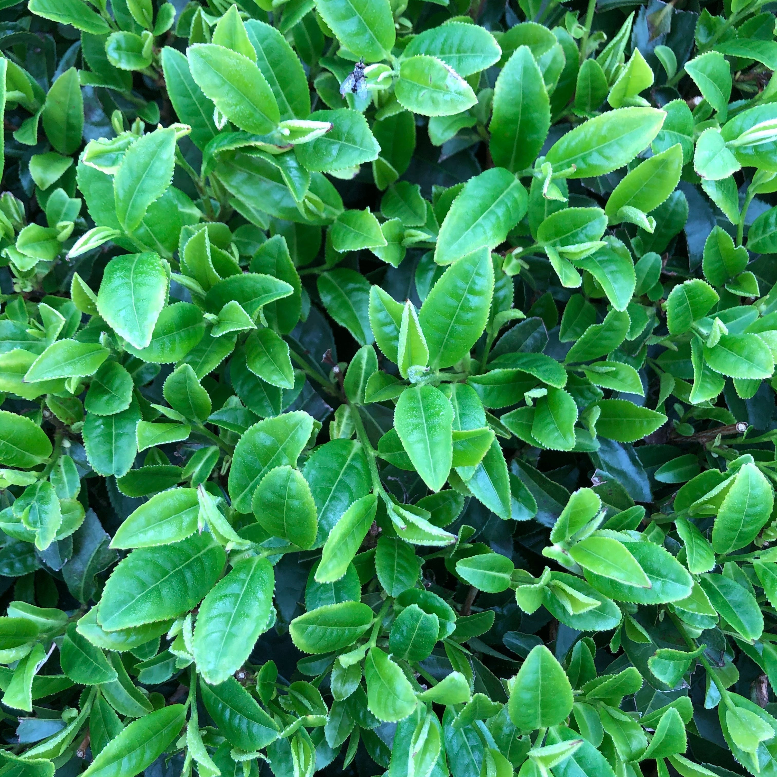 日本一早い新茶「煎茶 松寿」入荷しました