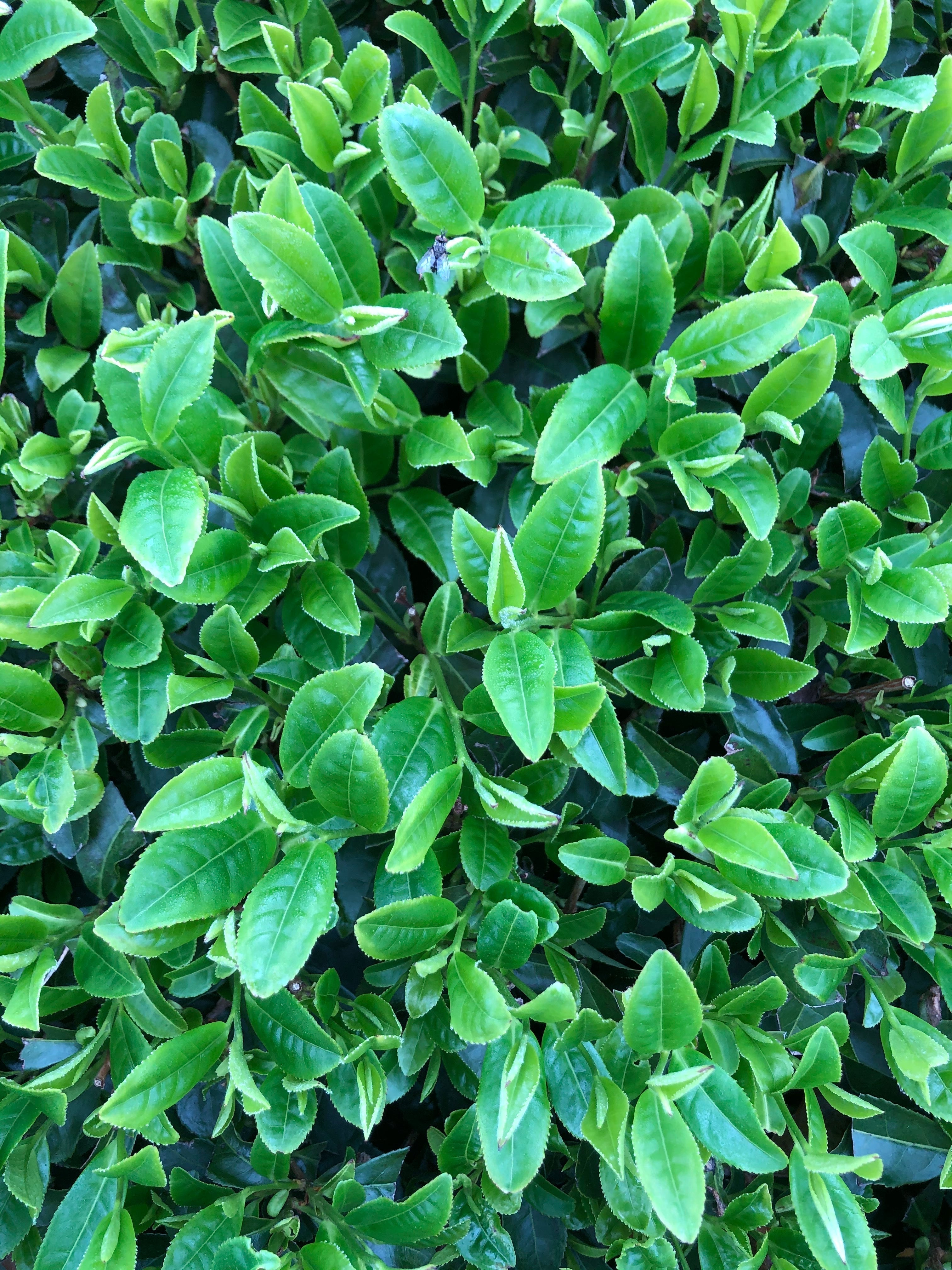 日本一早い新茶「煎茶 松寿」入荷しました